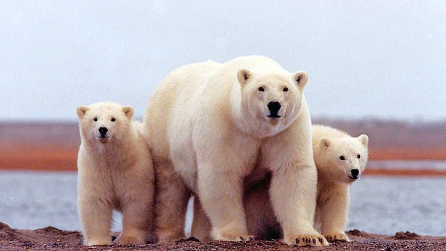 <div class="paragraphs"><p>ಹಿಮಕರಡಿ, ಸಾಂದರ್ಭಿಕ ಚಿತ್ರ</p></div>