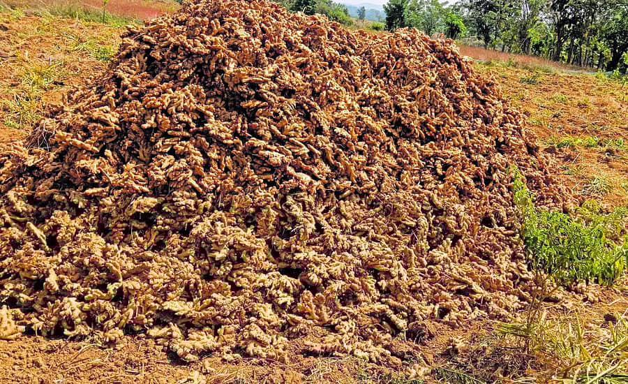 <div class="paragraphs"><p>ಸೊರಬ ತಾಲ್ಲೂಕಿನ ಬೈರೆಕೊಪ್ಪ ಗ್ರಾಮದಲ್ಲಿ ರಾಶಿ ಹಾಕಿರುವ ಶುಂಠಿ</p></div>