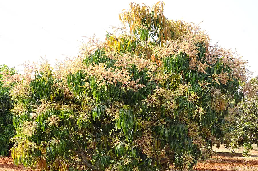 ಮಾವಿನ ಮರದಲ್ಲಿ ಬಿಟ್ಟಿರುವ ಹೂ
