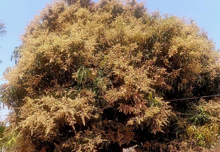 ಸಂತೇಬೆನ್ನೂರು ಸಮೀಪದ ತೋಟದಲ್ಲಿ ಹೂದುಂಬಿದ ಮಾವಿನ ಮರ