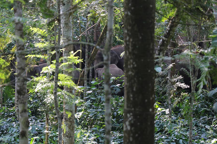 ಬೇಲೂರು ತಾಲ್ಲೂಕಿನ ಕಾಫಿ ತೋಟದಲ್ಲಿ ಠಿಕಾಣಿ ಹೂಡಿರುವ ಕಾಡಾನೆ ಹಿಂಡು.