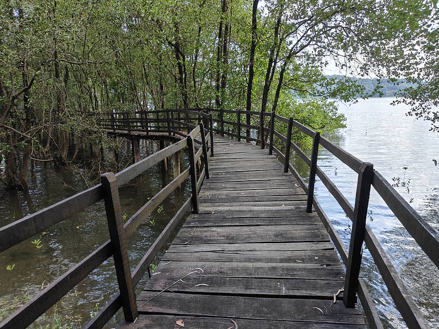 ಕಾರವಾರದ ಕಾಳಿ ದ್ವೀಪದಲ್ಲಿ ಕಾಂಡ್ಲಾ ನಡಿಗೆಗೆ ಮರದ ಹಲಗೆಗಳನ್ನು ಜೋಡಿಸಿ ನಿರ್ಮಿಸಿದ ಸೇತುವೆ.