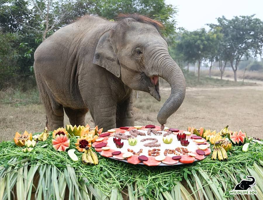 <div class="paragraphs"><p>ಬನಿ ಹೆಸರಿನ ಆನೆ ಮರಿ</p></div>