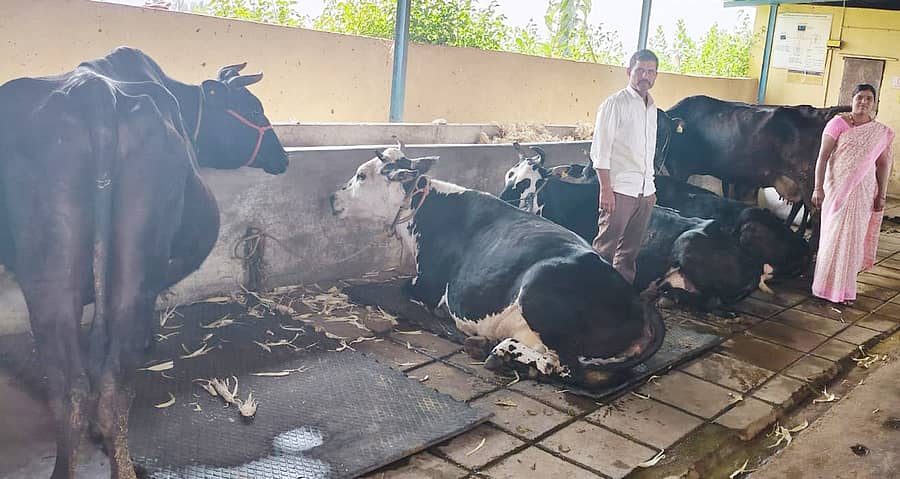 ಹಸುವಿನ ಜೊತೆಗೆ ಮುಂಡರಗಿ ತಾಲ್ಲೂಕಿನ ಬೂದಿಹಾಳ ಗ್ರಾಮದ ಹಾಲೇಶ ದಂಪತಿ