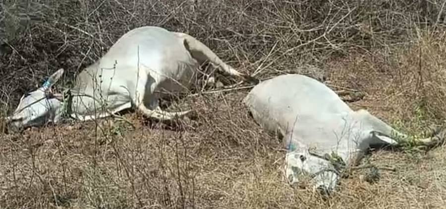 ಹನೂರು ತಾಲ್ಲೂಕಿನ ರಾಮಪುರ ಗ್ರಾಮ ಪಂಚಾಯಿತಿ ವ್ಯಾಪ್ತಿಯ ಗನ್ನೂರು ಬೈಲು ಹೊರವಲಯದ ಮಾಮರದೊಡ್ಡಿ ಸಮೀಪ ಐದು ಹಸುಗಳು ಗುರುವಾರ ಅನುಮಾನಾಸ್ಪದವಾಗಿ ಮೃತಪಟ್ಟಿವೆ.