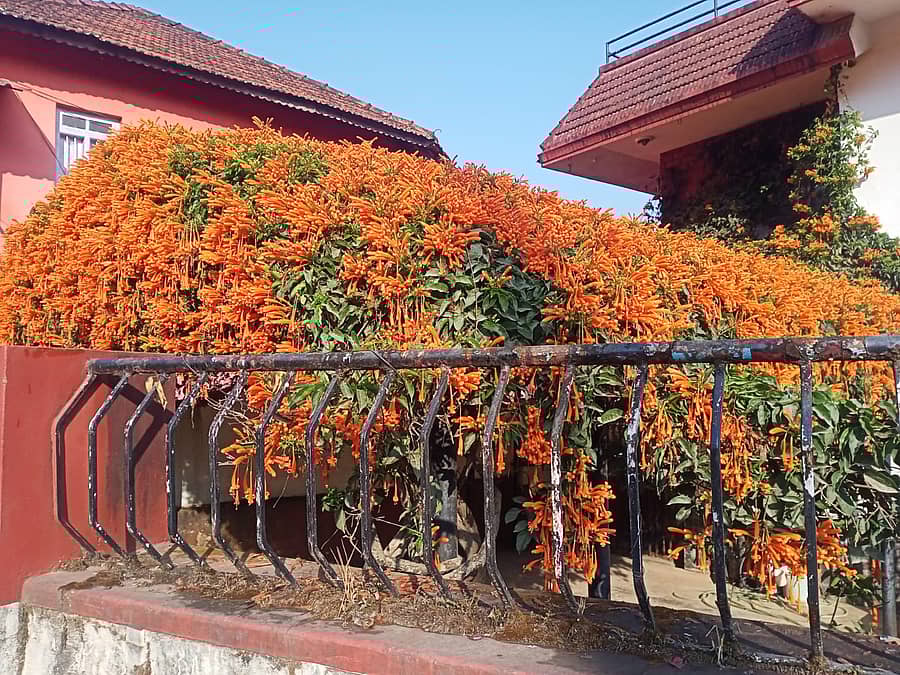 ನಾಪೋಕ್ಲು ಪಟ್ಟಣದ ರಫೀಕ್ ಅವರು ವಾಹನ ನಿಲುಗಡೆಗೆ ನಿರ್ಮಿಸಿರುವ ಶೆಡ್ ಹಾಗೂ ಮನೆಯ ಗೋಡೆಗಳಲ್ಲಿ ಸುವರ್ಣಧಾರೆ ಹೂವಿನ ಬಳ್ಳಿ ಹೂಗಳಿಂದ ಮನ ಸೆಳೆಯುತ್ತಿದೆ 