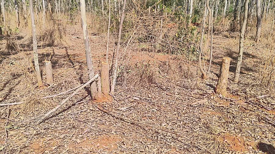 <div class="paragraphs"><p>ವಿಜಯಪುರ ಪಟ್ಟಣದ ಸಮೀಪದ ಮಂಡಿಬಲೆ ಅರಣ್ಯ ಪ್ರದೇಶದಲ್ಲಿ ನೀಲಗಿರಿ ಮರ ಕಡಿದಿರುವುದು</p></div>