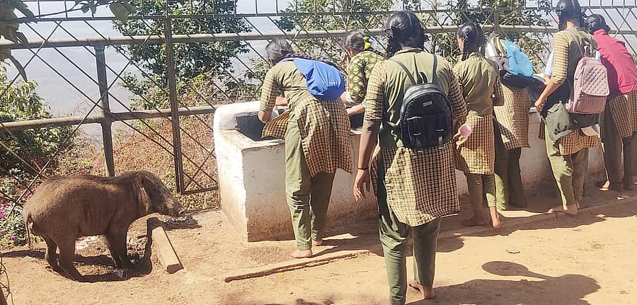 ಯಳಂದೂರು ತಾಲ್ಲೂಕಿನ ಬಿಳಿಗಿರಿಬೆಟ್ಟದ ದಾಸೋಹ ಭವನದ ಸಮೀಪ ಕಾಣಿಸಿಕೊಂಡ ಹಂದಿ