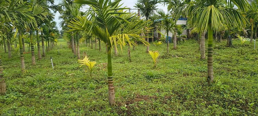 ಅಡಿಕೆ ತೋಟ (ಮಾದರಿ ಚಿತ್ರ)