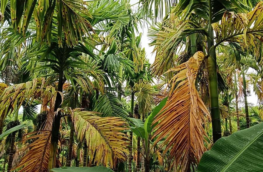 ಎಲೆಚುಕ್ಕಿ ಬಾಧಿತ ಅಡಿಕೆ ತೋಟ