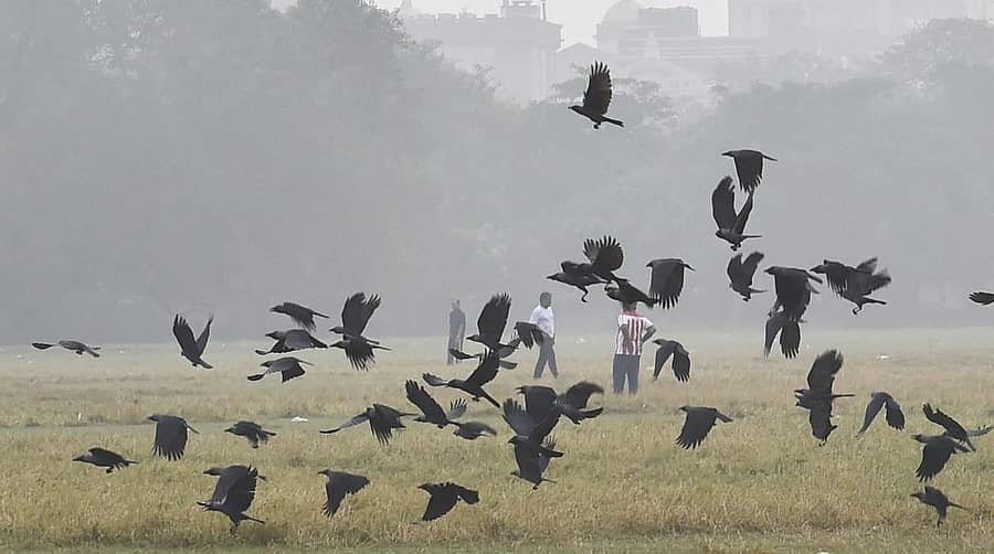 <div class="paragraphs"><p>ಕಾಗೆಗಳು</p></div>