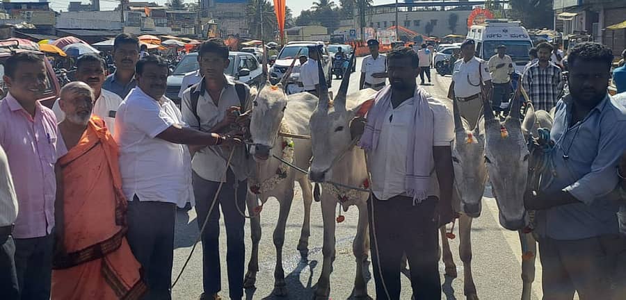 ಚನ್ನರಾಯಪಟ್ಟಣದಲ್ಲಿ ರಾಸುಗಳಗೆ ಪೂಜೆ ಮಾಡುವ ಮೂಲಕ ರಾಸುಗಳ ಜಾತ್ರೆಗೆ ಶಾಸಕ ಸಿ.ಎನ್. ಬಾಲಕೃಷ್ಣ ಶುಕ್ರವಾರ ಚಾಲನೆ ನೀಡಿದರು