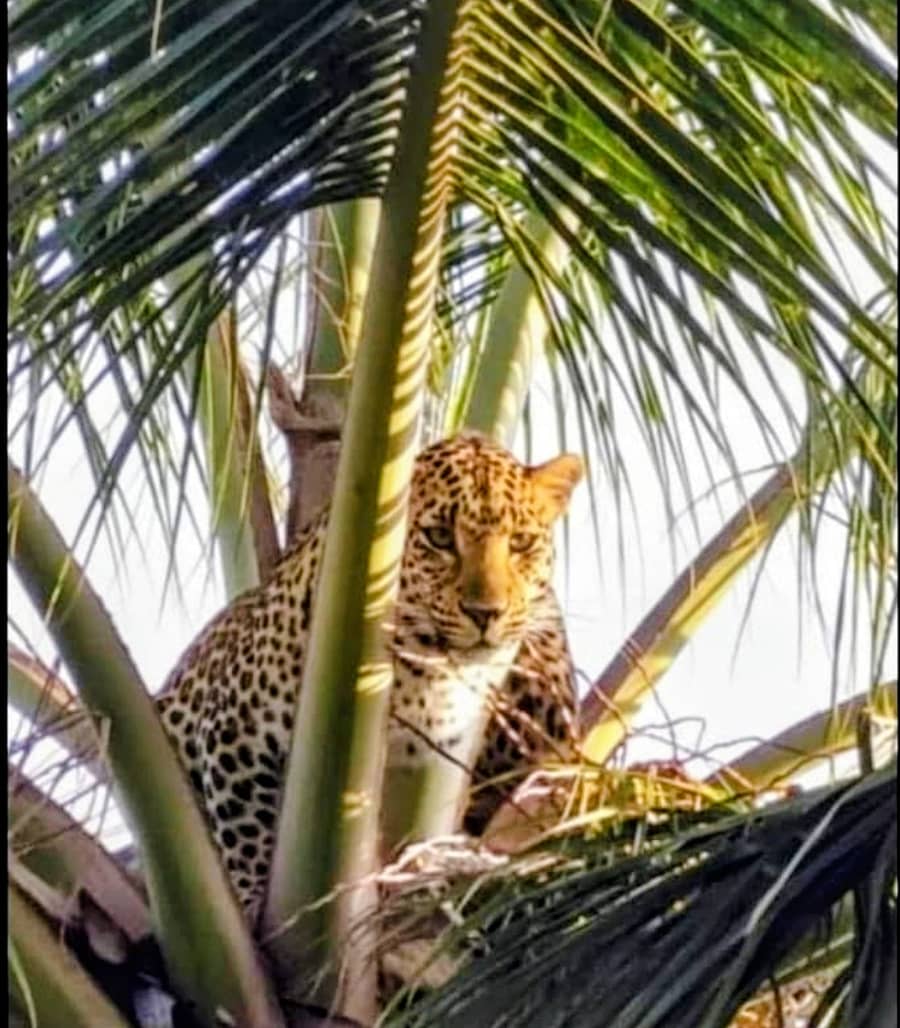 <div class="paragraphs"><p>ನಿಟ್ಟೂರು ಹೋಬಳಿ ಹಾರನಹಳ್ಳಿಯಲ್ಲಿ ತೆಂಗಿನ ಮರ ಏರಿ ಕುಳಿತಿದ್ದ ಚಿರತೆ</p></div>