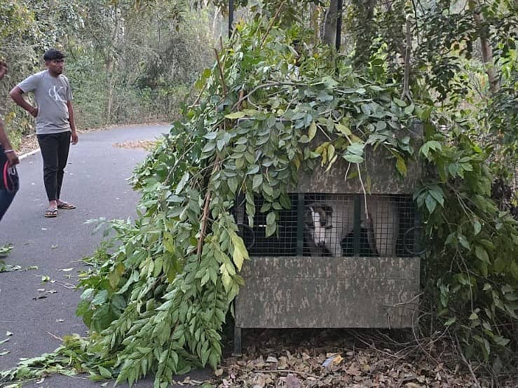 ಚಿರತೆ ಸೆರೆಗೆ ಇಟ್ಟಿರುವ ಬೋನು. 