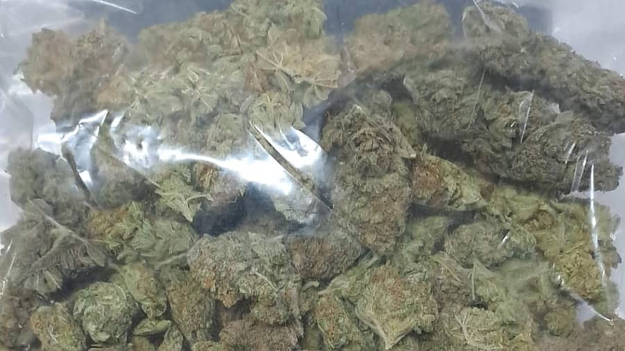 <div class="paragraphs"><p> ಹೈಡ್ರೊ ಗಾಂಜಾ (ಪ್ರಾತಿನಿಧಿಕ ಚಿತ್ರ)</p></div>