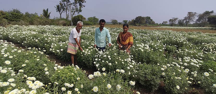 ಕಲಬುರಗಿ ತಾಲ್ಲೂಕಿನ ಖಾಜಾ ಕೋಟನೂರ ಗ್ರಾಮದಲ್ಲಿ ತಾವು ಬೆಳೆದ ಸೇವಂತಿಗೆ ಹೂವಿನ ಪಡದಲ್ಲಿ ವಿಠ್ಠಲ ದಂಗಾಪುರ, ಶಾಂತವೀರ ಹಾಗೂ ಸುಮಂಗಲಾ