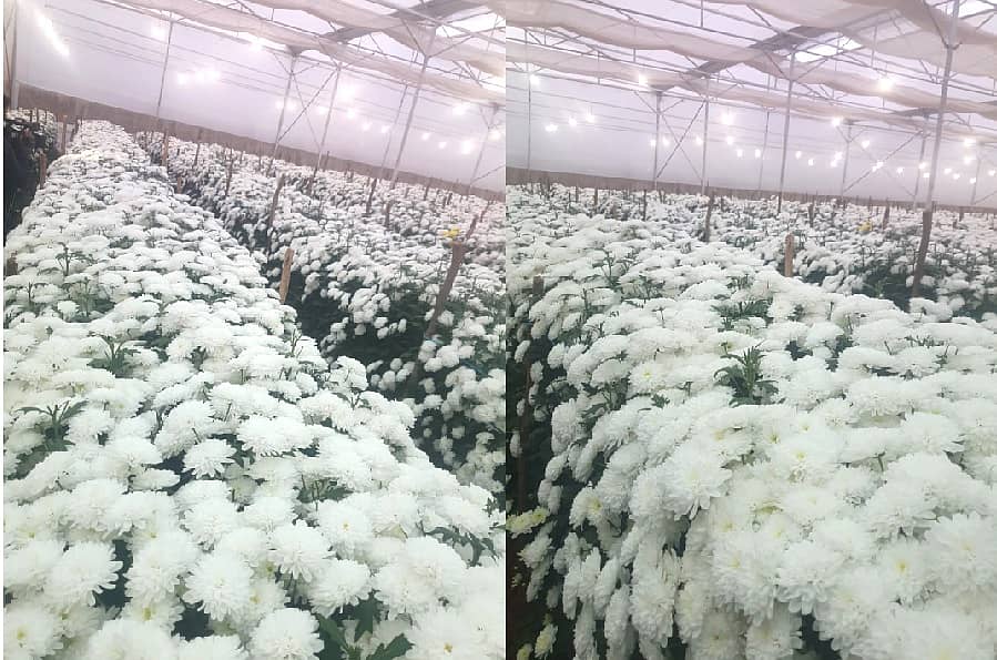 <div class="paragraphs"><p><strong>ರಾಷ್ಟ್ರೀಯ ತೋಟಗಾರಿಕಾ ಮಿಷನ್ ಯೋಜನೆಯಡಿ ನಿರ್ಮಿಸಿರುವ&nbsp;ಪಾಲಿಹೌಸ್‌ನಲ್ಲಿ ಬೆಳೆದಿರುವ ಹೂವುಗಳು</strong></p></div>