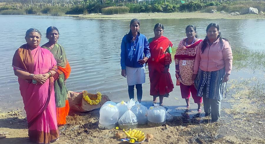 ಶ್ರೀರಂಗಪಟ್ಟಣ ತಾಲ್ಲೂಕಿನ ಹೆಬ್ಬಾಡಿಹುಂಡಿ ಗ್ರಾಮದ ಕೆರೆಗೆ ಮತ್ಸ್ಯ ಸಂಜೀವಿನಿ ಯೋಜನೆಯಡಿ ಮಹಿಳಾ ಸ್ವ ಸಹಾಯ ಗುಂಪಿನ ಸದಸ್ಯರು ಶುಕ್ರವಾರ ಮೀನಿನ ಮರಿಗಳನ್ನು ಬಿಟ್ಟರು