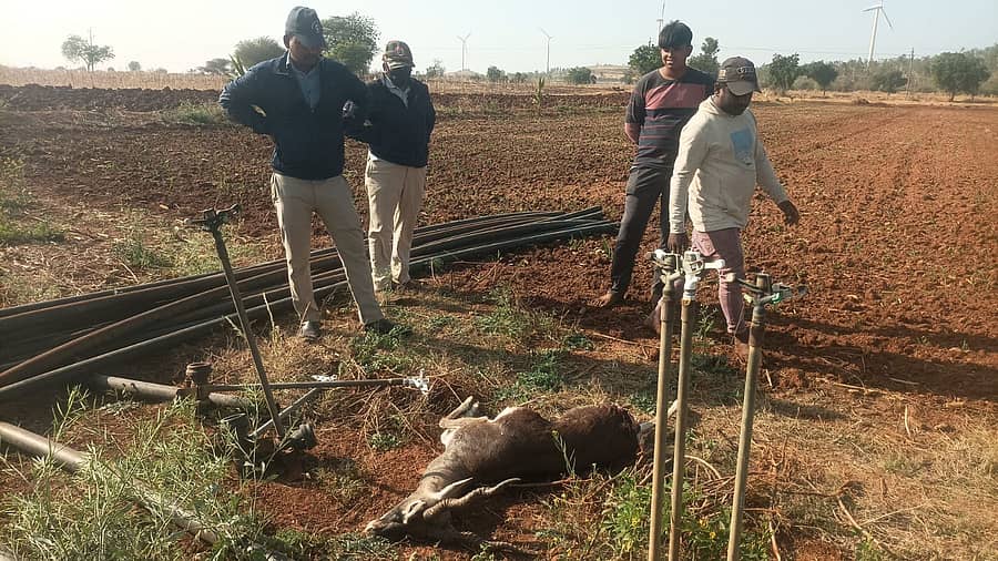 ರಾಣೆಬೆನ್ನೂರು ತಾಲ್ಲೂಕಿನ ಕುಸಗೂರ ಗ್ರಾಮದ ಅರಣ್ಯ ಪ್ರದೇಶ ಸಮೀಪದ ರೈತರ ಜಮೀನಿನಲ್ಲಿ ಚಿರತೆ ದಾಳಿ ಮಾಡಿ ಕೃಷ್ಣ ಮೃಗದ ಮೇಲೆ ದಾಳಿ ಮಾಡಿದ್ದಕ್ಕೆ ಒಂದು ಕೃಷ್ಣಮೃಗ ಸಾವನ್ನಪ್ಪಿದೆ.
