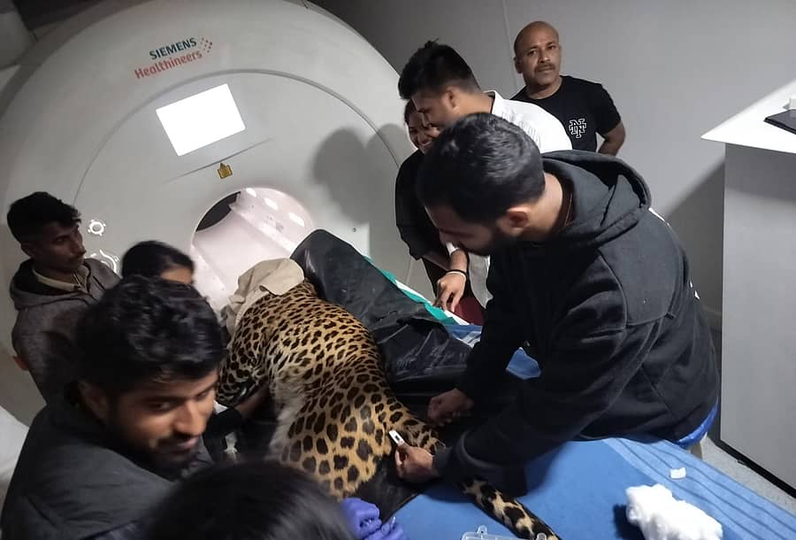 <div class="paragraphs"><p>ಚಿರತೆ ಭದ್ರಾಗೆ ಎಂಆರ್‌ಐ ಸ್ಕ್ಯಾನಿಂಗ್</p></div>