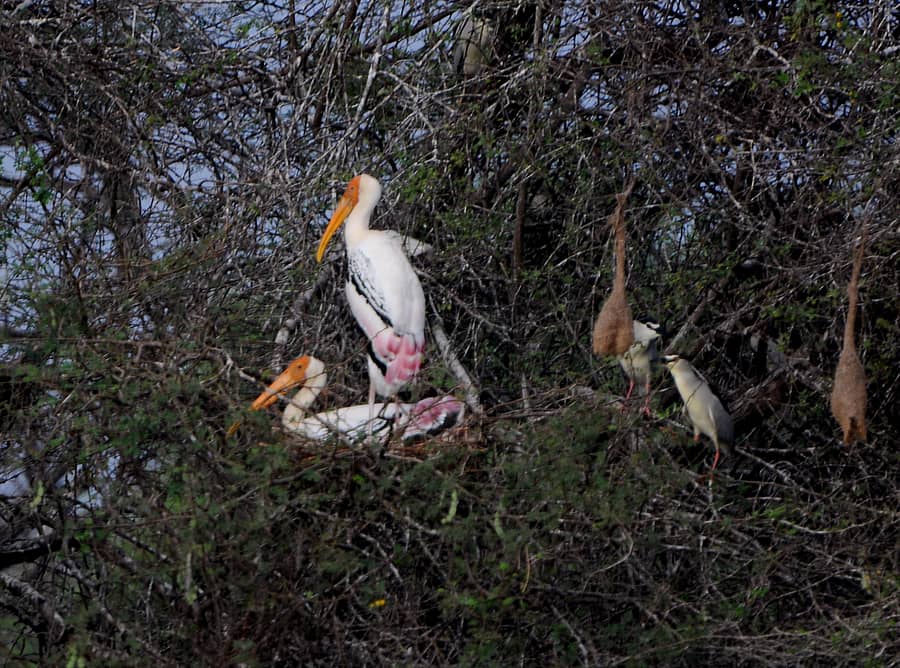 ಹಗರಿಬೊಮ್ಮನಹಳ್ಳಿ ತಾಲ್ಲೂಕಿನ ಅಂಕಸಮುದ್ರ ಪಕ್ಷಿಧಾಮದ ನಡುಗಡ್ಡೆಯಲ್ಲಿ ಗೂಡು ನಿರ್ಮಿಸಿಕೊಂಡು ಸಂತಾನೋತ್ಪತ್ತಿಗೆ ಸಿದ್ಧತೆ ನಡೆಸಿರುವ ಬಣ್ಣದ ಕೊಕ್ಕರೆ(ಪೇಂಟೆಡ್ ಸ್ಟಾರ್ಕ್) ಪಕ್ಷಿಗಳು