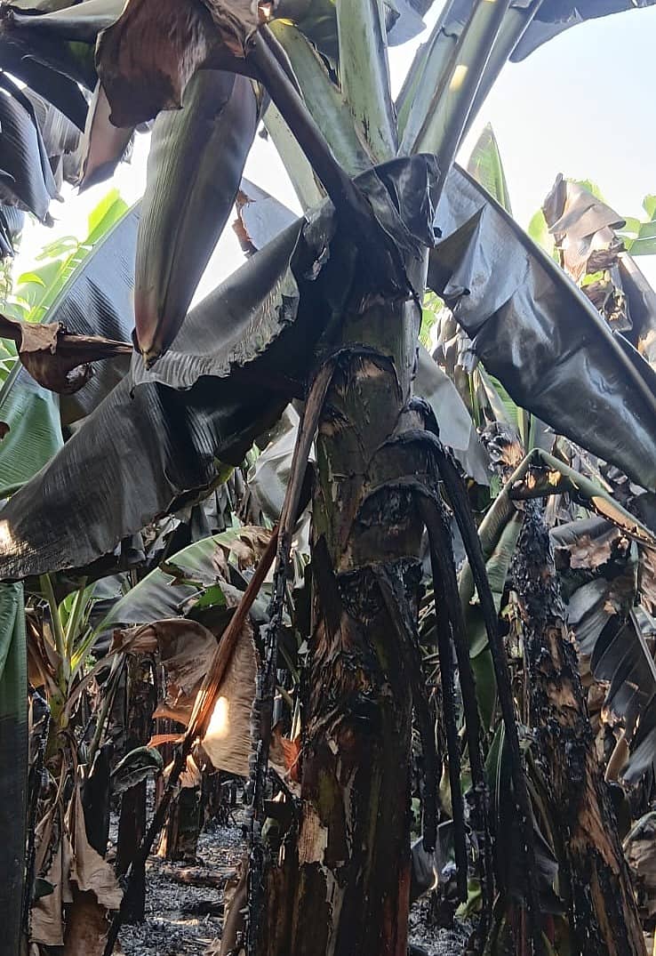 ಬಾಳೆ ಬೆಳೆ ಸುಟ್ಟು ಕರಕಲಾಗಿರುವುದು.