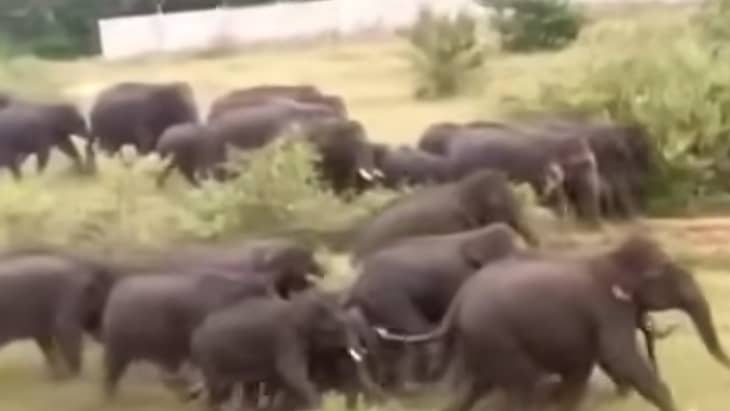 ವೈರಲ್ ಆಗಿದ್ದ ಆನೆಗಳ ಹಿಂಡಿನ ಫೋಟೋ