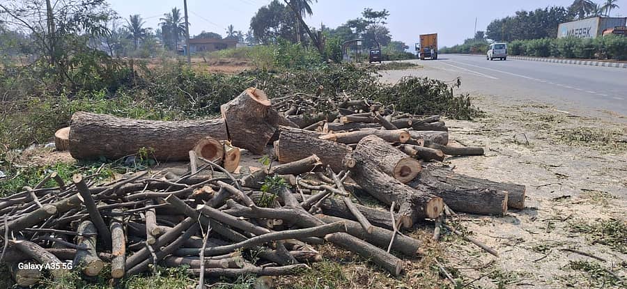 ಮುಳಬಾಗಿಲು ತಾಲ್ಲೂಕಿನ ರಾಷ್ಟ್ರೀಯ ಹೆದ್ದಾರಿ 75ರಲ್ಲಿ ಪೆಟ್ರೋಲ್ ಬಂಕ್ ಸ್ಥಾಪನೆಗೆ ಕಟಾವು ಮಾಡಿರುವ ಭಾರಿ ಮರಗಳು 