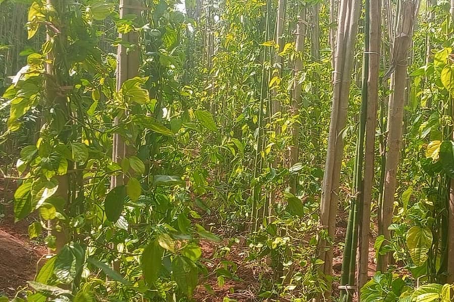 ಬಾಗಲಕೋಟೆ ಜಿಲ್ಲೆಯ ಗಾಣದಾಳದ ರೈತ ನರಸಿಂಹ ದೇಸಾಯಿ ಅವರ ಹೊಲದಲ್ಲಿ ಬೆಳೆದಿರುವ ವೀಳ್ಯದೆಲೆ