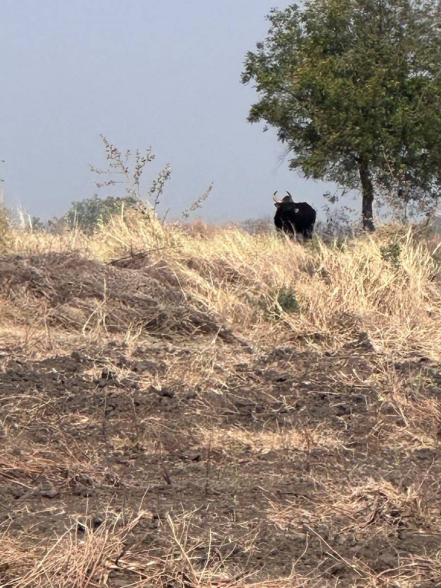 ಹೊಲದಲ್ಲಿ ಕಂಡ ಕಾಡುಕೋಣ