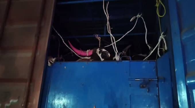 ಬೇತಮಂಗಲ ಬಳಿ ಗೋವು ಸಾಗಿಸುತ್ತಿದ್ದ ವಾಹನ  