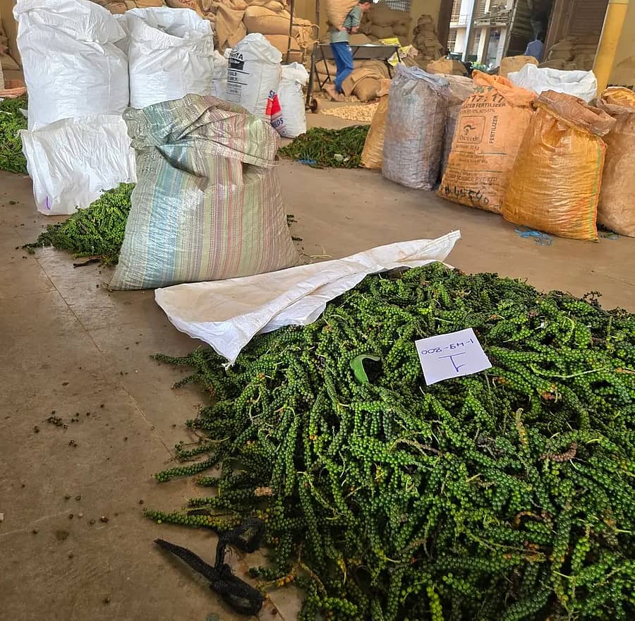 ಶಿರಸಿಯ ಟಿಎಸ್ಎಸ್ ವ್ಯಾಪಾರಿ ಅಂಗಳದಲ್ಲಿ ನೇರ ಟೆಂಡರ್ ವ್ಯವಸ್ಥೆಯಡಿ ಮಾರಾಟಕ್ಕೆ ಬಂದ ಹಸಿ ಕಾಳುಮೆಣಸು