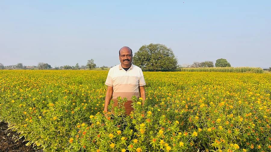 ಚಿಂಚೋಳಿ ಪಟ್ಟಣದ ಕೃಷಿಕ ಸುಲೇಪೇಟ ಪ್ರಥಮ ದರ್ಜೆ ಕಾಲೇಜಿನ ಪ್ರಾಂಶುಪಾಲ ದಶರಥ ನಾಯನೂರ ಅವರ ಹೊಲದಲ್ಲಿ ಕುಸುಬೆ ಬೆಳೆ ಹುಲುಸಾಗಿ ಬೆಳೆದಿರುವುದು