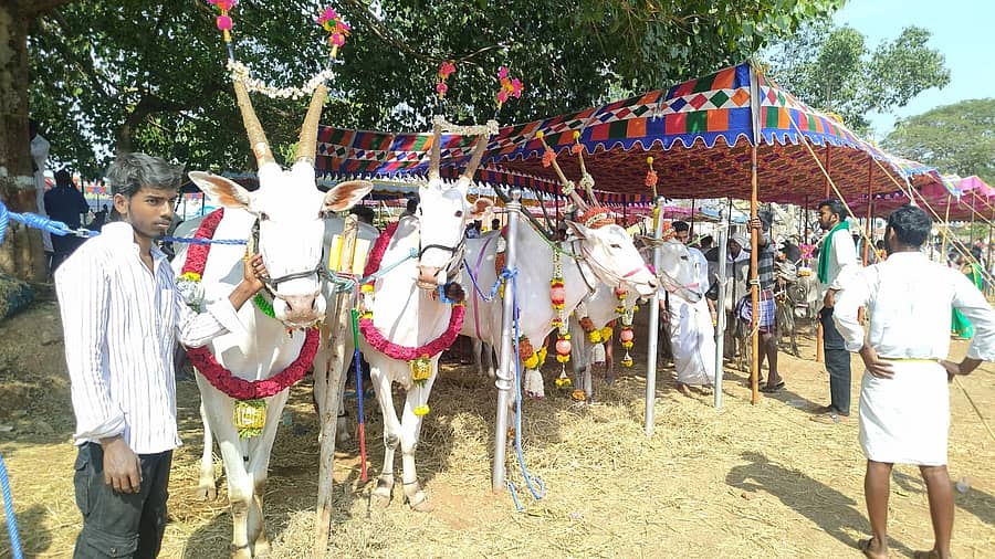 ಗುಂಡ್ಲುಪೇಟೆ ತಾಲ್ಲೂಕಿನ ಹಸಗೂಲಿ ಗ್ರಾಮದಲ್ಲಿ  ಹಳ್ಳಿಕಾರ್ ಜೋಡೆತ್ತುಗಳ ಪ್ರದರ್ಶನ ಏರ್ಪಡಿಸಲಾಗಿತ್ತು.