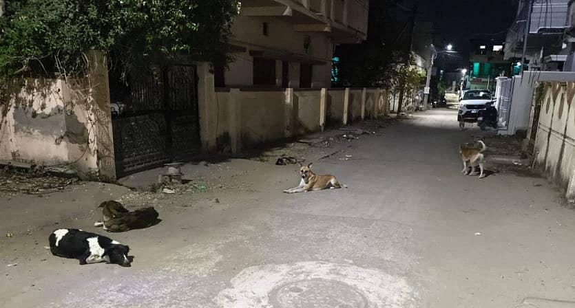 ಕಲಬುರಗಿಯ ಹಳೆ ಜೇವರ್ಗಿ ರಸ್ತೆಯ ರಹಮತ್ ನಗರದ ಅಡ್ಡರಸ್ತೆಯಲ್ಲಿ ಮಲಗಿರುವ ಬೀದಿನಾಯಿಗಳು