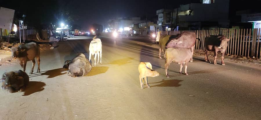 ದೇವದುರ್ಗ ಪಟ್ಟಣದ ಎಪಿಎಂಸಿ ಹತ್ತಿರ, ರಸ್ತೆ ಮೇಲೆ ಮಲಗಿರುವ ಜಾನುವಾರುಗಳು