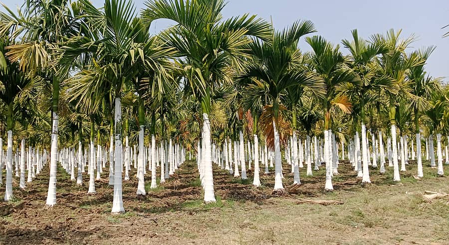 ಬಿಸಿಲಿನಿಂದ ರಕ್ಷಿಸಲು ಹಳೇಬೀಡು ಸಮೀಪದ ಯಲಹಂಕ-ಸಂಕೇನಹಳ್ಳಿ ರಸ್ತೆ ಬದಿಯ ತೋಟದಲ್ಲಿ ಅಡಿಕೆ ಗಿಡದ ಕಾಂಡಕ್ಕೆ ಸುಣ್ಣ ಬಳಿದಿರುವುದು 