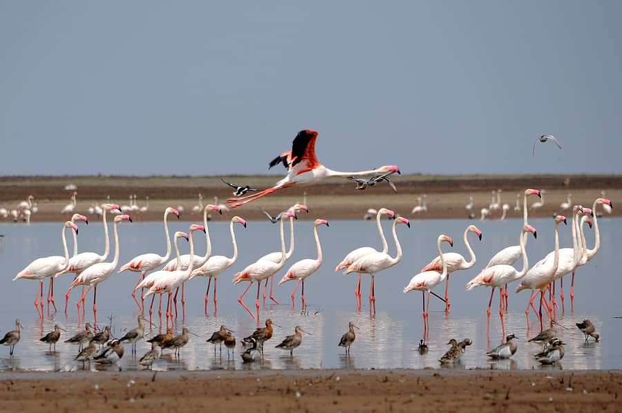 ಫ್ಲೆಮಿಂಗೋ ಚಿತ್ರಗಳು: ಸಂಗಮೇಶ ಬಡಿಗೇರ