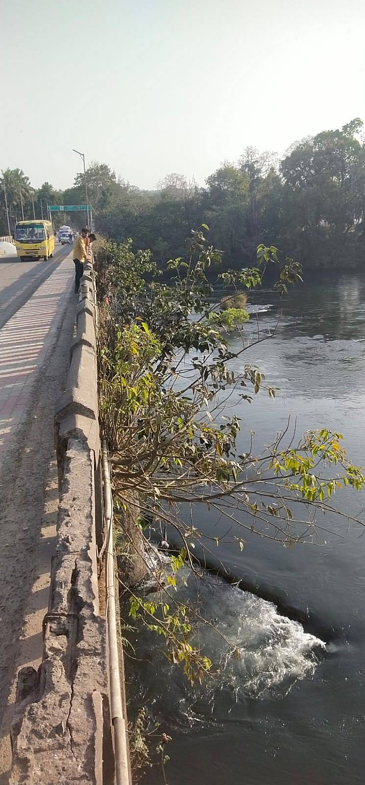 ದಾಂಡೇಲಿ– ಕುಳಗಿ ರಸ್ತೆಯ ಕಾಳಿ ನದಿ ಸೇತುವೆ ಇಕ್ಕೆಲಗಳಲ್ಲಿ ಗಿಡಗಂಟಿಗಳ ಬೆಳೆದಿವೆ