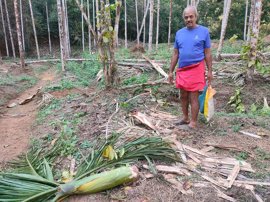 ಪುತ್ತೂರು ತಾಲ್ಲೂಕಿನ ಕುಮಾರ್ ಪೆರ್ನಾಜೆ ಅವರ ತೋಟದಲ್ಲಿ ಕಾಡಾನೆಗಳು ಕೃಷಿ ಹಾನಿ ಮಾಡಿರುವುದು