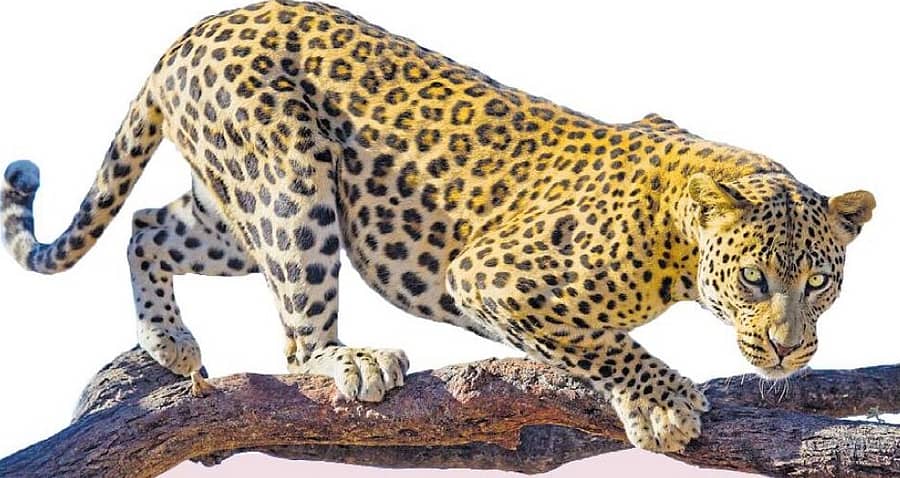 <div class="paragraphs"><p>ಪ್ರಾತಿನಿಧಿಕ ಚಿತ್ರ</p></div>