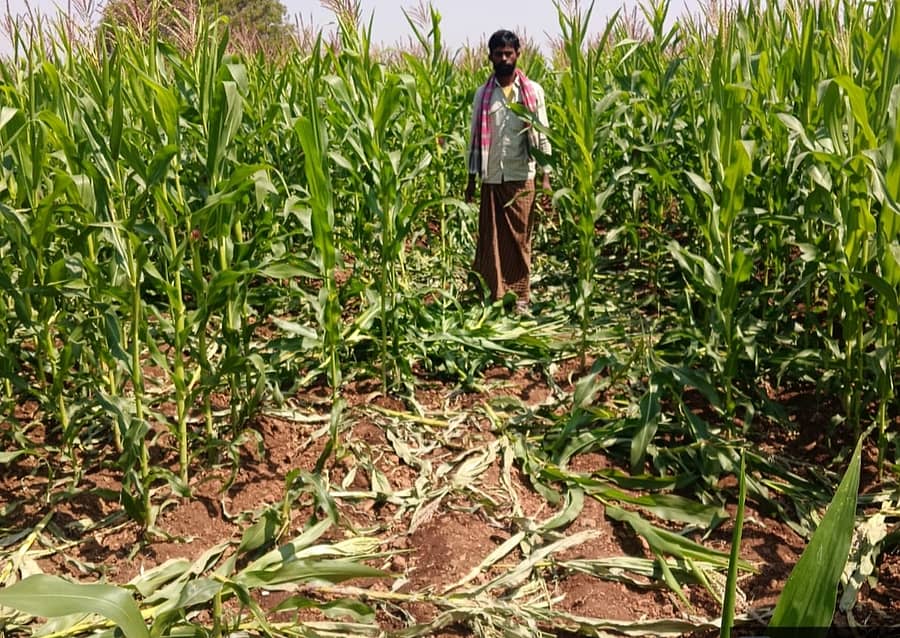 ಸಂಡೂರು ತಾಲ್ಲೂಕಿನ ಯು.ಉಬ್ಬಳಗಂಡಿ ಗ್ರಾಮದ ರೈತ ಹೊನ್ನೂರುಸ್ವಾಮಿ ಅವರ ಜಮೀನಿಗೆ ಮಂಗಳವಾರ ತಡರಾತ್ರಿ ಕಾಡು ಹಂದಿಗಳು ನುಗ್ಗಿ ಮೆಕ್ಕೆಜೋಳ ಬೆಳೆಯನ್ನು ನಾಶಪಡಿಸಿವೆ
