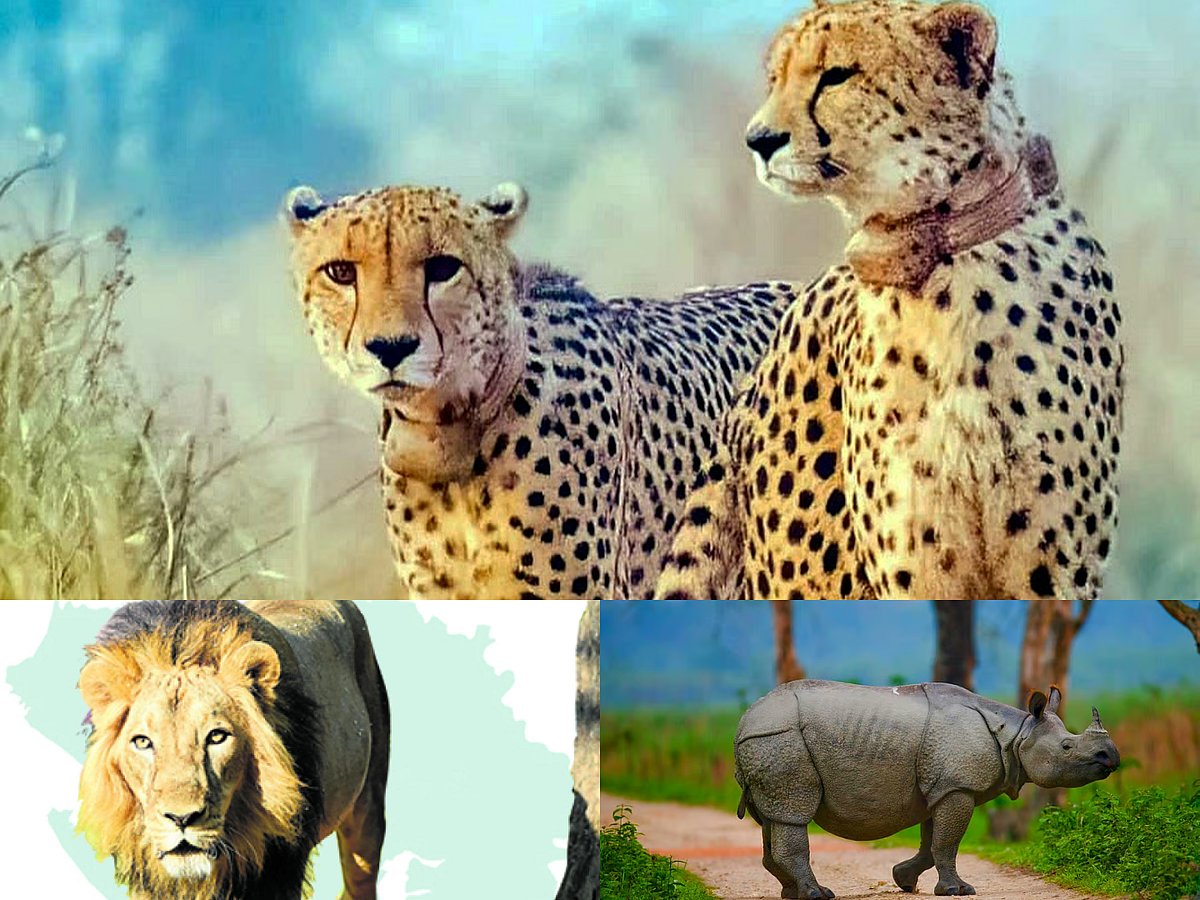 Wildlife Conservation: ಪ್ರಾಣಿ ಸಕುಲಕ್ಕೆ ವರವಾದ ಯೋಜನೆಗಳು.. ಸಿಂಹ, ಘೇಂಡಾಮೃಗ ...