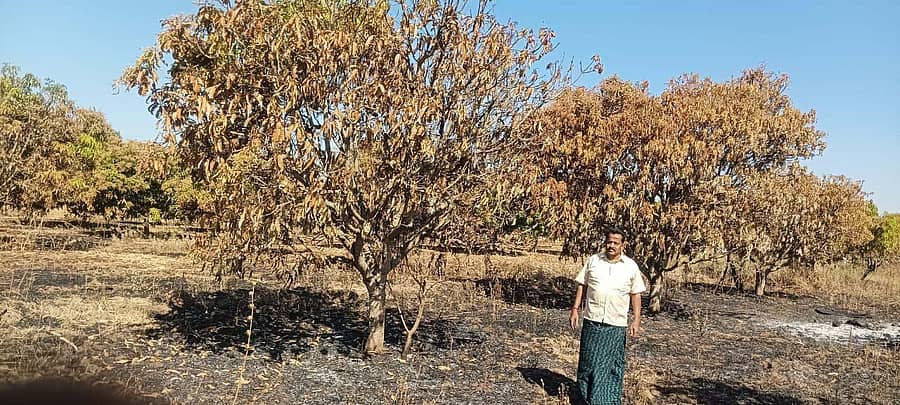 ಹಿರೇಎಮ್ಮಿಗನೂರು ಗ್ರಾಮದ ಪಾರಕ್ಕಳರ ಪಿ.ಎಸ್‌. ಓಂಕಾರಪ್ಪ ಅವರ ಮಾವಿನ ತೋಟಕ್ಕೆ ಬೆಂಕಿ ತಗುಲಿ ಹೂವು ಹಾಗೂ ಎಲೆಗಳು ಸುಟ್ಟು ಹೋಗಿರುವುದು