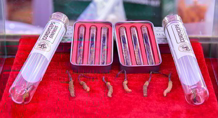 ಕೊಪ್ಪಳದ ಹಣ್ಣುಗಳ ಮೇಳದಲ್ಲಿ ಗಮನ ಸೆಳೆದ ಯರ್ಸಗುಂಬ ಅಣಬೆ ತಳಿ