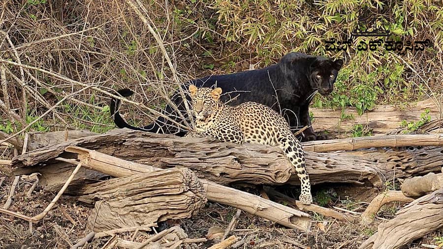 <div class="paragraphs"><p>ಭದ್ರಾ ಹುಲಿ ಸಂರಕ್ಷಿತ ಪ್ರದೇಶದಲ್ಲಿ ಬೋಟ್ ಸಫಾರಿ ವೇಳೆ ವನ್ಯಜೀವಿ ಛಾಯಾಗ್ರಾಹಕ ಅಭಿಷೇಕ್ ಬಿ.ವಿ. ಸೆರೆ ಹಿಡಿದ ಚಿತ್ರ</p></div>