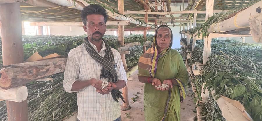 ಸತ್ತ ರೇಷ್ಮೆ ಹುಳುಗಳನ್ನು ತೋರಿಸಿದ ರೈತ ಮಹಿಳೆ ಹನುಮವ್ವ ಹಾಗೂ ಅವರ ಮಗ