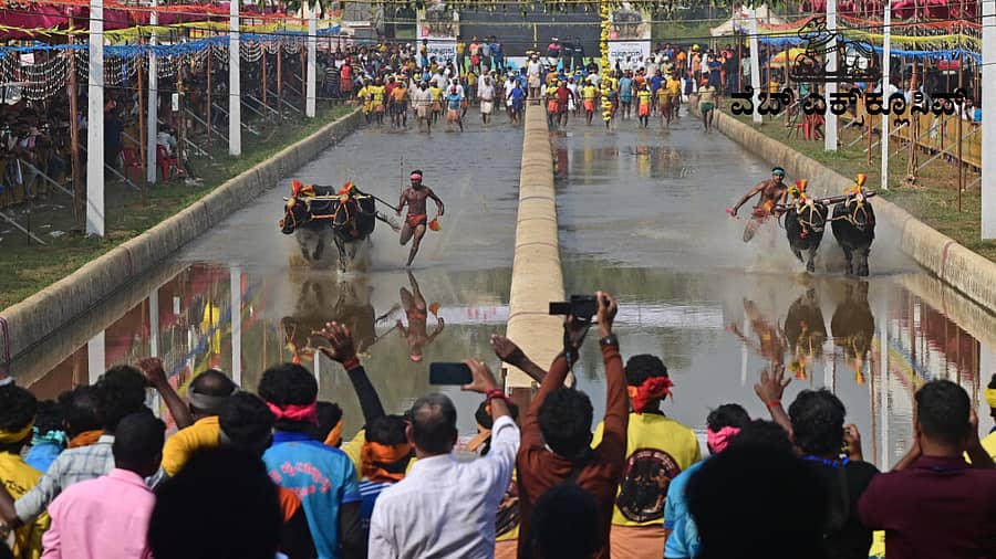 <div class="paragraphs"><p>ಮಂಗಳೂರಿನ ಬಂಗ್ರ ಕೂಳೂರಿನಲ್ಲಿರುವ ಗೋಲ್ಡ್‌ ಫಿಂಚ್ ಸಿಟಿಯ ರಾಮ– ಲಕ್ಷ್ಮಣ ಜೋಡುಕರೆಯಲ್ಲಿ ಈಚೆಗೆ ಸಮಾರೋಪಗೊಂಡ ‘ಮಂಗಳೂರು ಕಂಬಳ’ದ ಹಗ್ಗ ಹಿರಿಯ ವಿಭಾಗದಲ್ಲಿ ಪ್ರಥಮ ಸ್ಥಾನ ಗಳಿಸಿದ ಕೊಳಕೆ ಇರ್ವತ್ತೂರು ಭಾಸ್ಕರ ಸುಬ್ಬಯ್ಯ ಕೋಟ್ಯಾನ್ ಅವರ ಕೋಣಗಳನ್ನು ಕಕ್ಯಪದವು ಪೆಂರ್ಗಾಲ್‌ ಕೃತಿಕ್ ಗೌಡ ಓಡಿಸಿದರು</p></div>