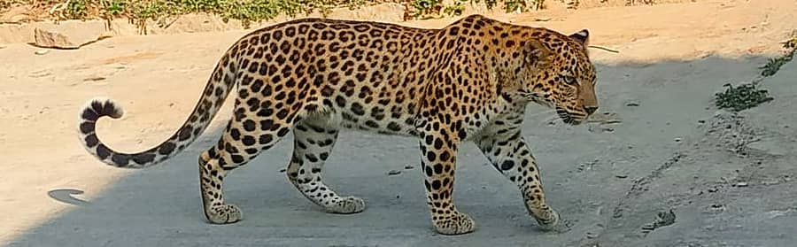 <div class="paragraphs"><p>ಚಿರತೆ </p></div>