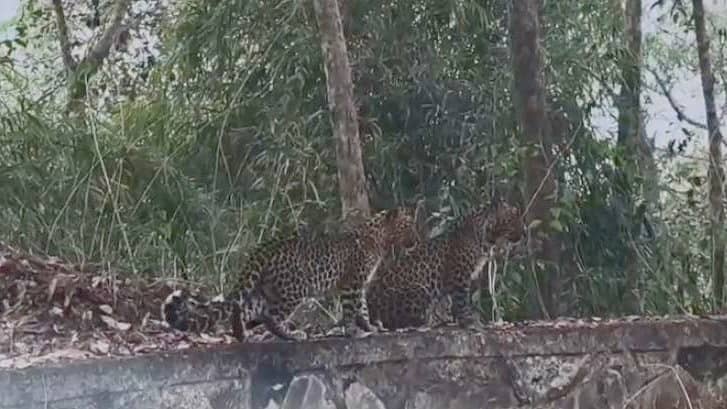 <div class="paragraphs"><p>ವಿಡಿಯೊ: ದಾಂಡೇಲಿ ಬಳಿ ರಸ್ತೆ  ಪಕ್ಕದ ಕಟ್ಟೆ ಮೇಲೆ ಚಿರತೆಗಳ ದರ್ಶನ!</p></div>